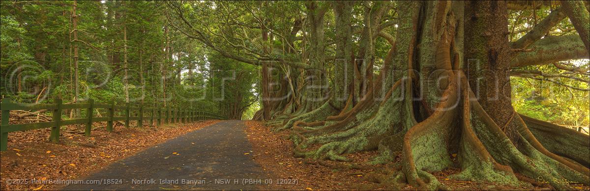 Peter Bellingham Photography Norfolk Island Banyan - NSW H (PBH4 00 12023)